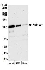 Rubicon Polyclonal Antibody