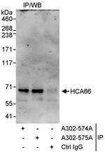 HCA66 Polyclonal Antibody