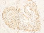 SA1 Polyclonal Antibody