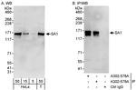 SA1 Antibody in Western Blot (WB)