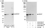 MCM7 Antibody in Western Blot (WB)
