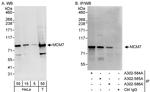 MCM7 Antibody in Western Blot (WB)