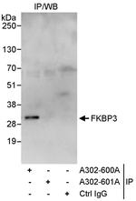 FKBP3 Polyclonal Antibody
