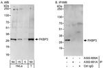 FKBP3 Antibody in Western Blot (WB)