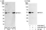 RCC1 Polyclonal Antibody