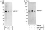 E4BP4 Antibody in Western Blot (WB)