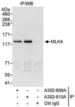 MLK4 Polyclonal Antibody