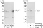 MLK4 Antibody in Western Blot (WB)
