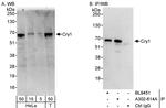 Cry1 Polyclonal Antibody
