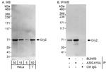Cry2 Polyclonal Antibody