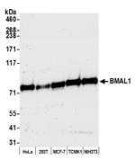 BMAL1 Polyclonal Antibody