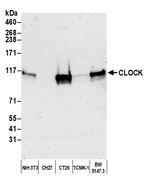 CLOCK Polyclonal Antibody