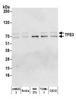 TFE3 Polyclonal Antibody