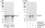 Ku70 Antibody in Western Blot (WB)