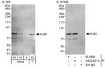 Ku80 Antibody in Western Blot (WB)