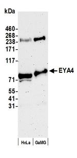EYA4 Polyclonal Antibody