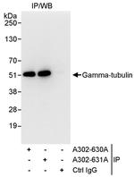 Gamma-Tubulin Polyclonal Antibody