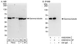 Gamma-Tubulin Polyclonal Antibody
