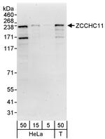 ZCCHC11 Polyclonal Antibody