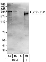 ZCCHC11 Polyclonal Antibody