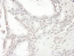SPIN90 Polyclonal Antibody
