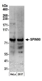 SPIN90 Antibody in Western Blot (WB)