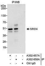 MKK4 Polyclonal Antibody