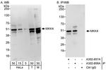MKK4 Polyclonal Antibody