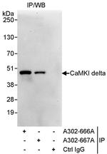CaMKI delta Polyclonal Antibody