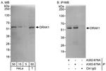 DRAK1 Antibody in Western Blot (WB)