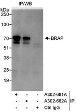 BRAP Polyclonal Antibody