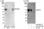 BRAP Polyclonal Antibody