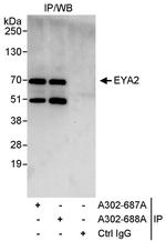 EYA2 Antibody in Immunoprecipitation (IP)