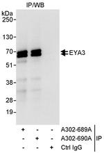 EYA3 Polyclonal Antibody