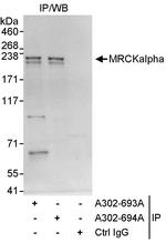 MRCKalpha Polyclonal Antibody