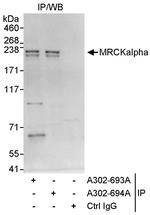 MRCKalpha Polyclonal Antibody