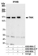 TNIK Polyclonal Antibody