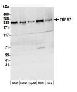 TRPM7 Polyclonal Antibody