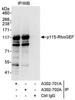p115-RhoGEF Polyclonal Antibody