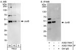 JunB Antibody in Western Blot (WB)