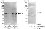 KIF3A Polyclonal Antibody