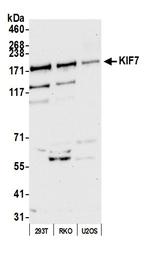 KIF7 Polyclonal Antibody
