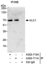 KLC1 Polyclonal Antibody