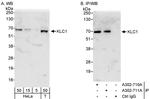 KLC1 Polyclonal Antibody