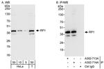 RP1 Polyclonal Antibody