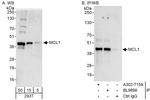 MCL1 Antibody in Western Blot (WB)