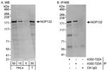 NOP132 Antibody in Western Blot (WB)