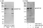 NOP132 Antibody in Western Blot (WB)