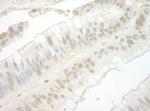 Importin 7 Polyclonal Antibody