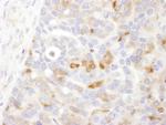 Bin1 Antibody in Immunohistochemistry (Paraffin) (IHC (P))